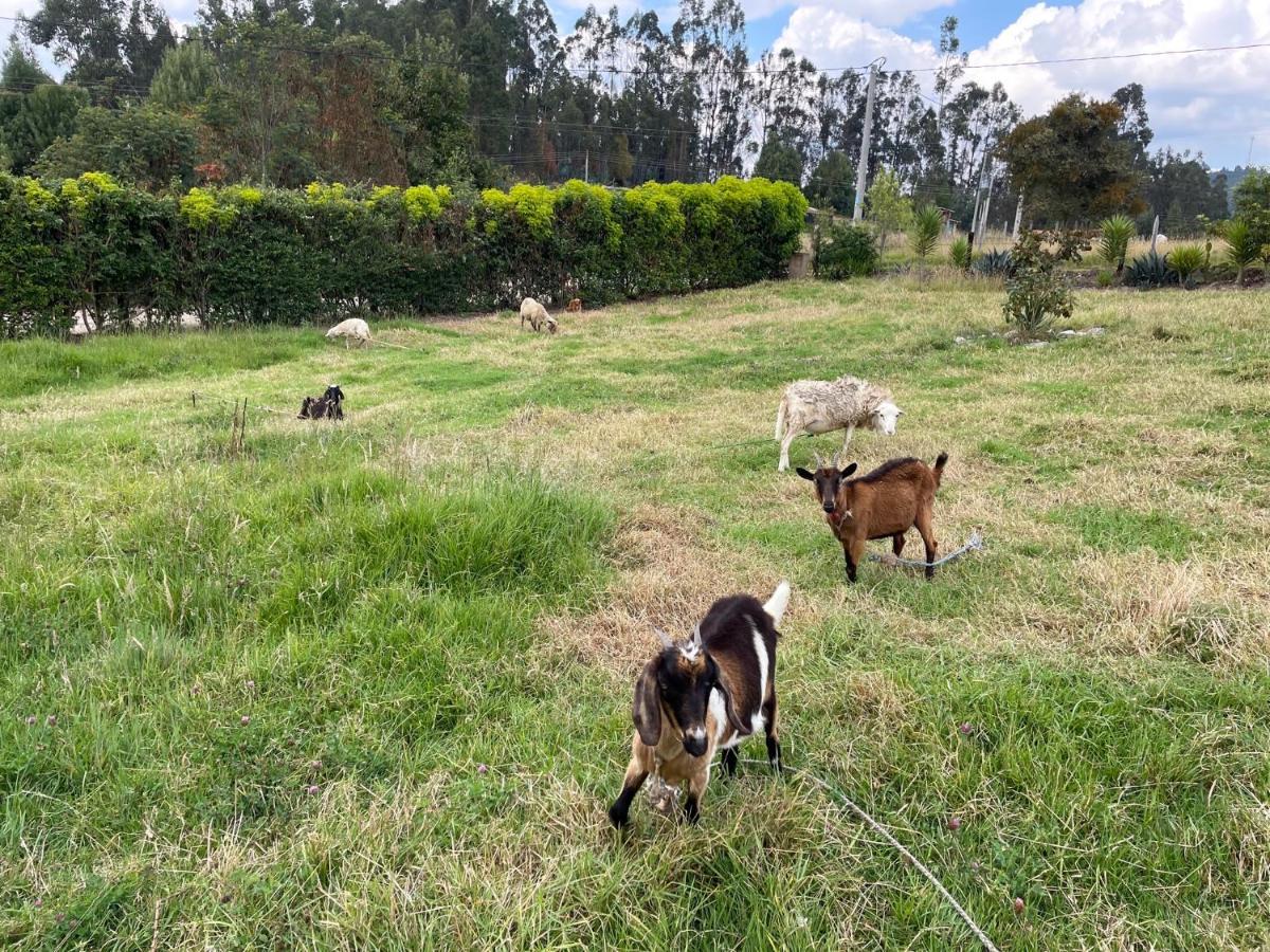 Rustica Alicia Farm stay Paipa